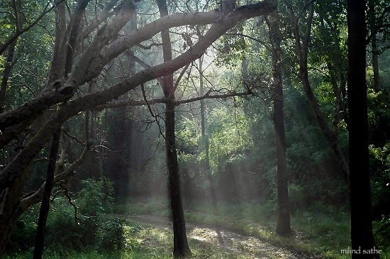 Light through the forest cover at Kanha, Photo by Milind Sathe
