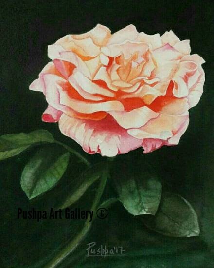 Peach rose, painting by Pushpa Sharma