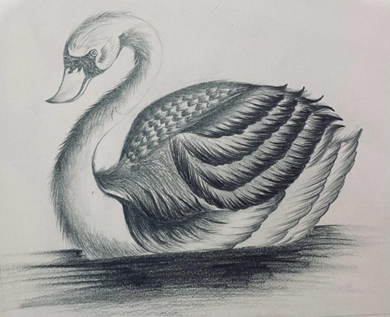 Swan, painting by Meghana M