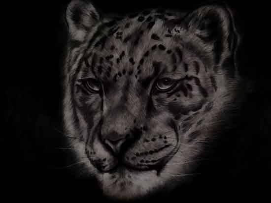 Painting  by Shivam Chauhan - Snow Leopard