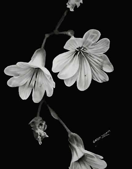 Painting  by Ajem Toham - Monochrome Bloom: A Study in Shades of Beauty