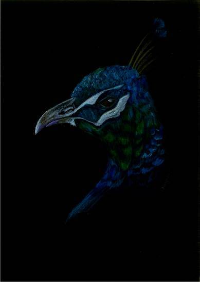 Painting  by Naysha Satyarthi - The Beauty of peacock face