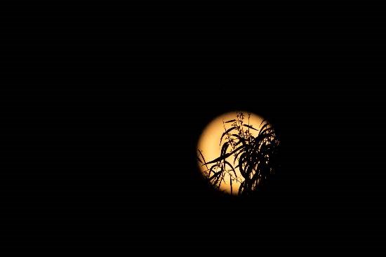 The Setting Moon, photograph by Anupama Tiku Dhar