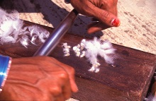 Separating cotton and seed