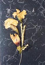 Handmade Greeting Cards using flowers and leaves by Gauri Ketkar - 16