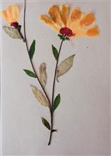 Handmade Greeting Cards using flowers and leaves by Gauri Ketkar - 24