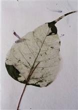 Handmade Greeting Cards using flowers and leaves by Gauri Ketkar - 9