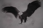 The Eagle, painting by Nilesh Potdar, Charcoal on Paper, 11 X 15 inches