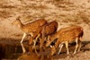 Photography by Kumar Mangwani