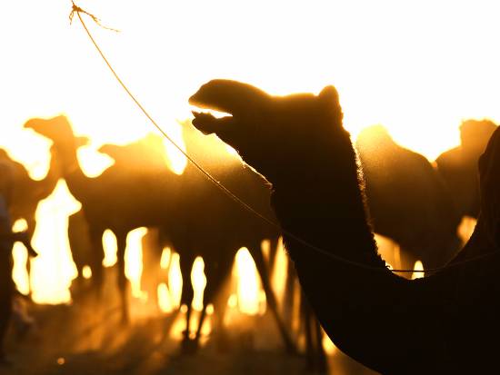 Photograph by Kumar Mangwani - Camel Silhouette - Pushkar festival