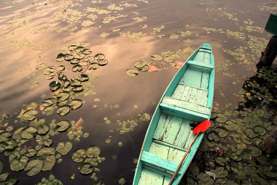 Photograph by Kumar Mangwani - Tranquil - Dal Lake, Srinagar