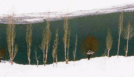 Photograph by Ashok Dilwali - Poplars in snow near Kargil