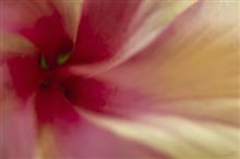 Abstract in Nature - 17, photograph by Ajit Singh, 12 Color Archival Photo Paper (Thickness 308 gsm), 18 x 26 inches