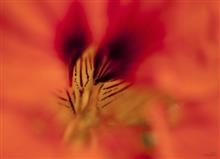 Abstract in Nature - 20, photograph by Ajit Singh, HP 12 Color Photo Paper Satin (Thickness 240 gsm), 18 x 24.5 inches