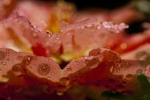 Abstract in Nature - 22, photograph by Ajit Singh, HP 12 Color Photo Paper Satin (Thickness 240 gsm), 18 x 26 inches