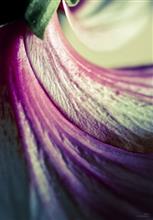 Abstract in Nature - 23, photograph by Ajit Singh, HP 12 Color Photo Paper Satin (Thickness 240 gsm), 24.5 x 18  inches