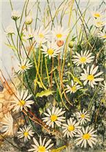 Daisies on the rocks, Painting by Manju Srivatsa, Watercolour on Paper, 15 x 11  inches