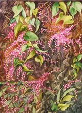 Sandwich Island Creeper, Painting by Manju Srivatsa, Watercolour on Paper, 15 x 11  inches