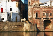 Holy Cow, Photography by Kumar Mangwani