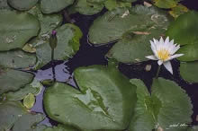 The lotus bloomed at Indiaart Gallery