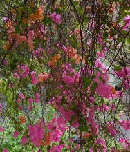  The bougainvillea at Indiaart Gallery at its new location is simply beautiful 
