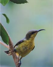 painting by Varad Vikas Bansod