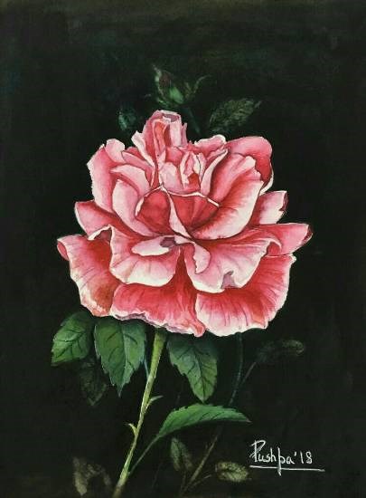 Pink rose, painting by Pushpa Sharma