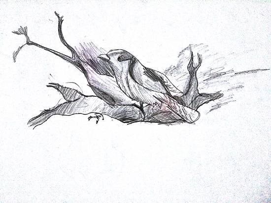 Sparrow, painting by Nandakishore M O