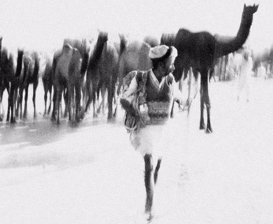 Leading His Pack - Pushkar festival, photograph by Kumar Mangwani