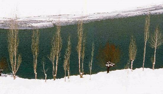 Poplars in snow near Kargil, photograph by Ashok Dilwali