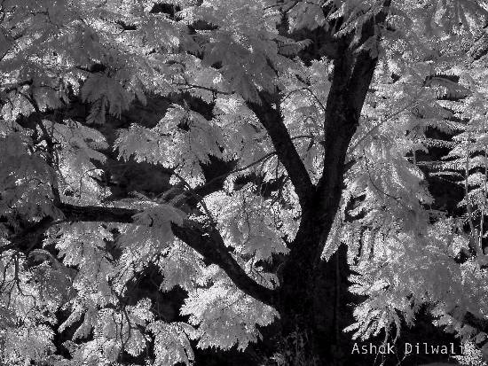 Against the light, Photograph by Ashok Dilwali