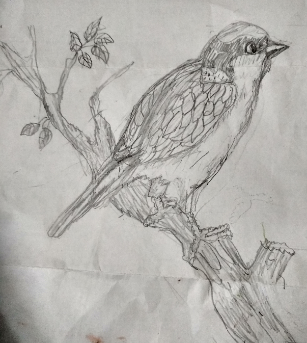 a-rt Sparrow