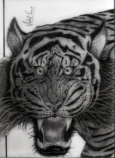 Painting  by Vishal Kumar Punia - The Angry Tiger