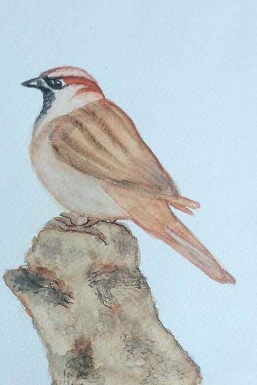 House Sparrow, painting by Rajyalakshmi Jayakumar