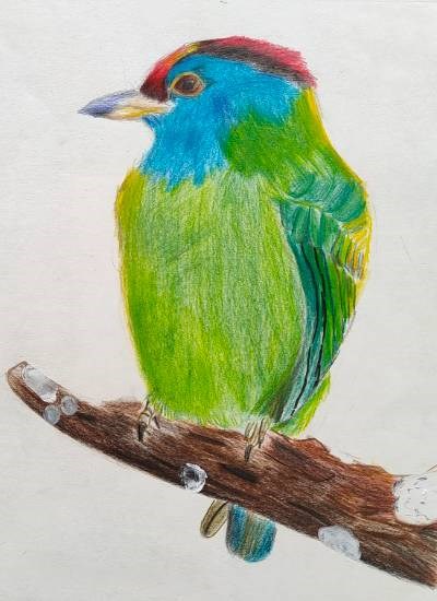 A perched blue throated Barbet, painting by Ethan Mathrani