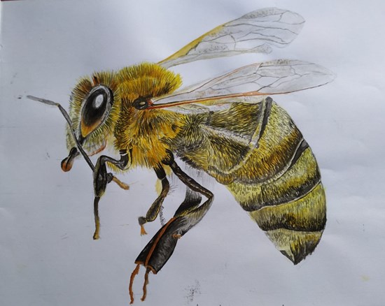 Honey bee, painting by Rudranil Das