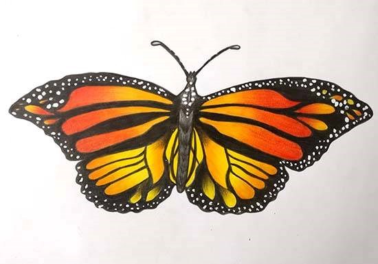 Monarch Butterfly, painting by Shambhavi Singh