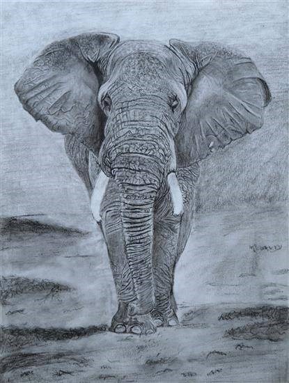 Elephant pencil sketch, painting by Gayatri Kannan