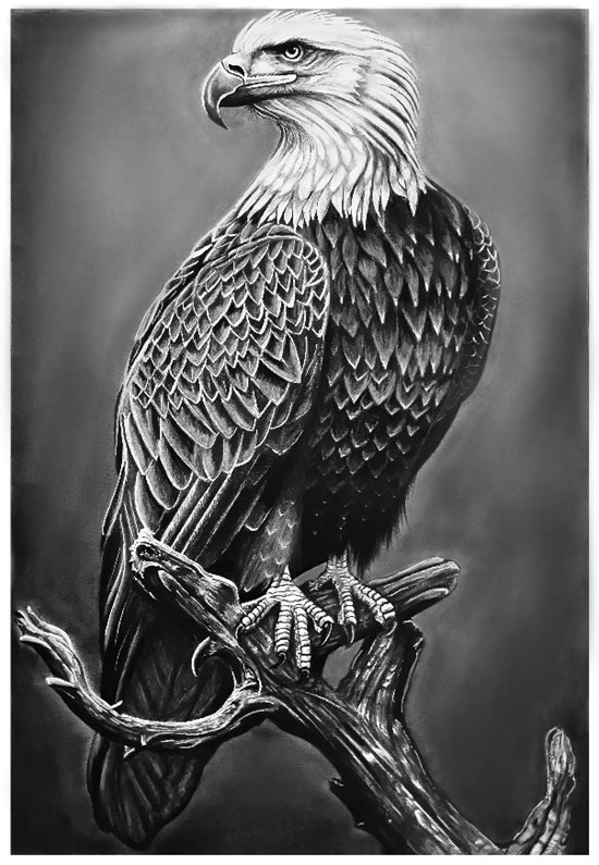Mighty Eagle, painting by Venkatramanan R