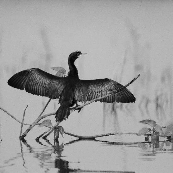 Nature - 8, photograph by Saify Akolawala