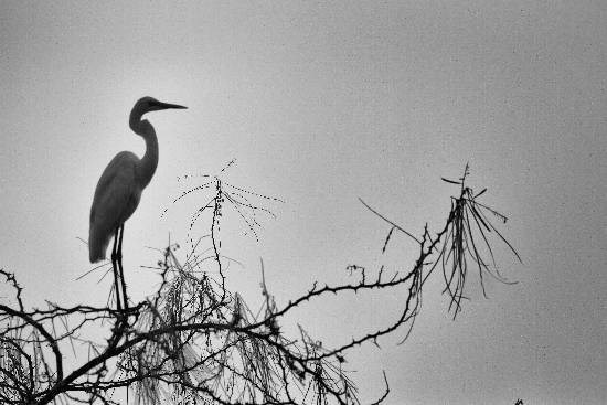 Nature - 5, photograph by Saify Akolawala