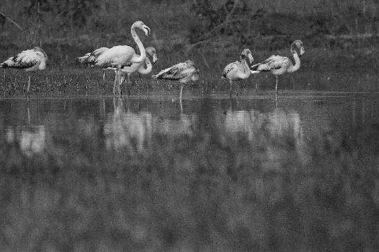 Nature - 2, photograph by Saify Akolawala