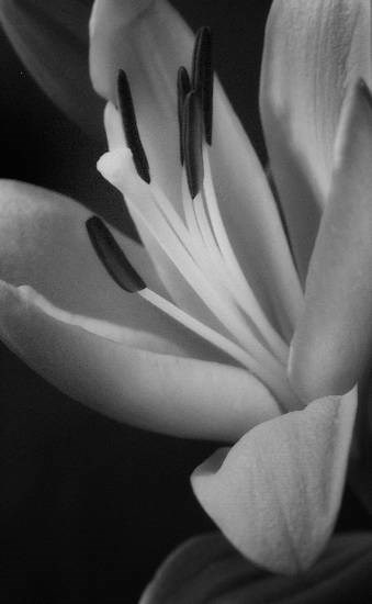 Flowers - 16, photograph by Saify Akolawala