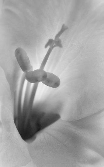 Flowers - 15, photograph by Saify Akolawala