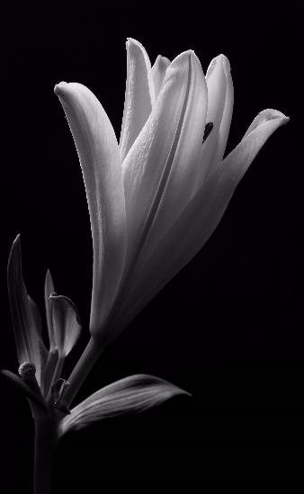Flowers - 14, photograph by Saify Akolawala