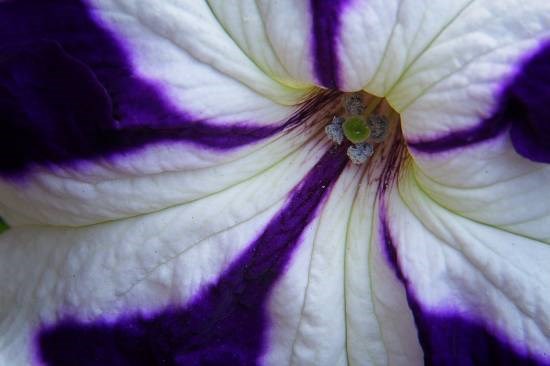 Flowers - 86, photograph by Saify Akolawala