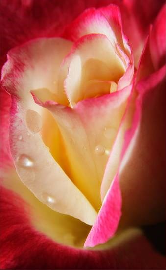 Flowers - 63, photograph by Saify Akolawala