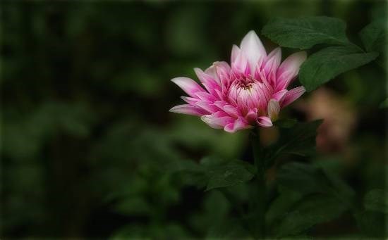 Flowers - 46, photograph by Saify Akolawala