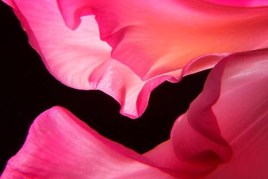 Flowers - 33, photograph by Saify Akolawala