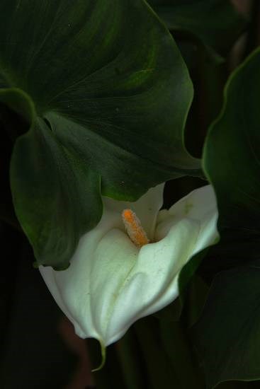 Flowers - 32, photograph by Saify Akolawala